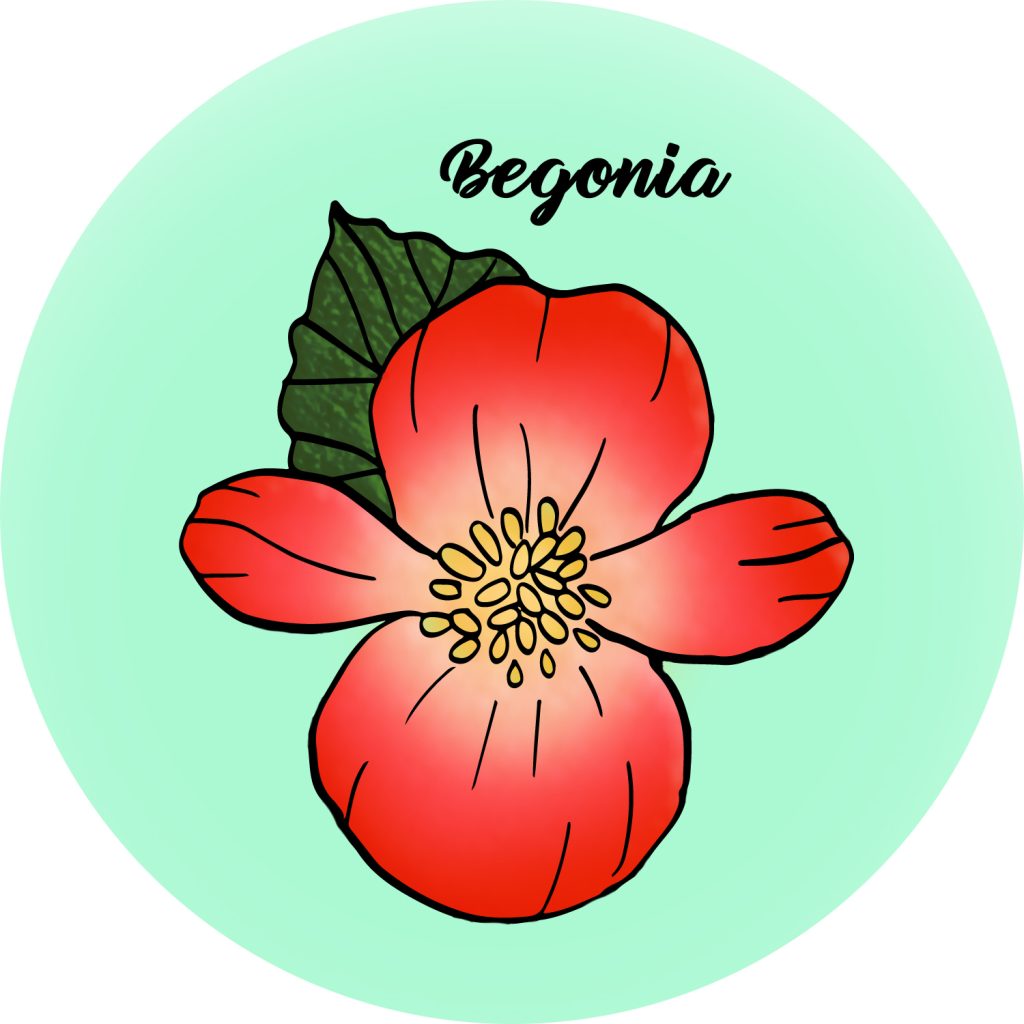 Begonia
