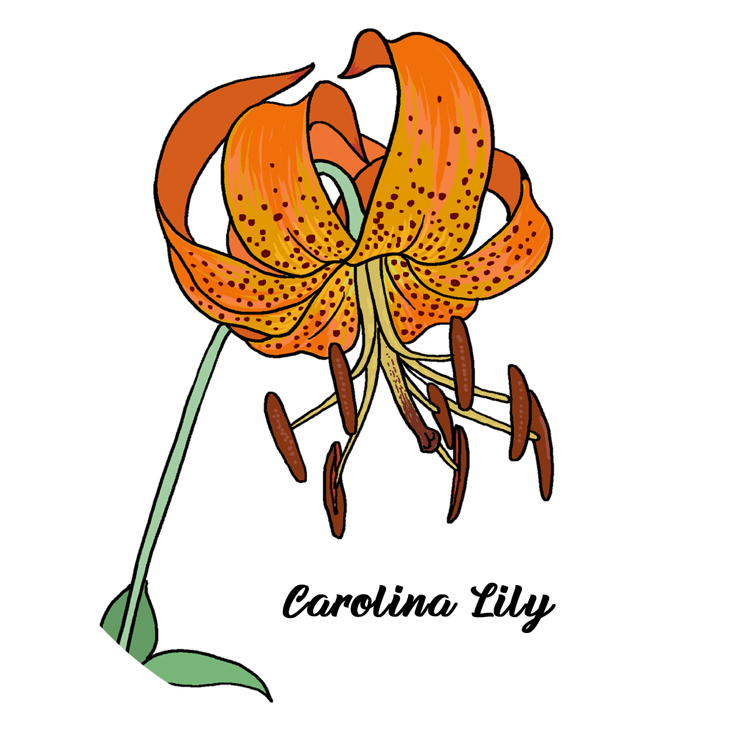 Carolina Lily CHILL COLORS