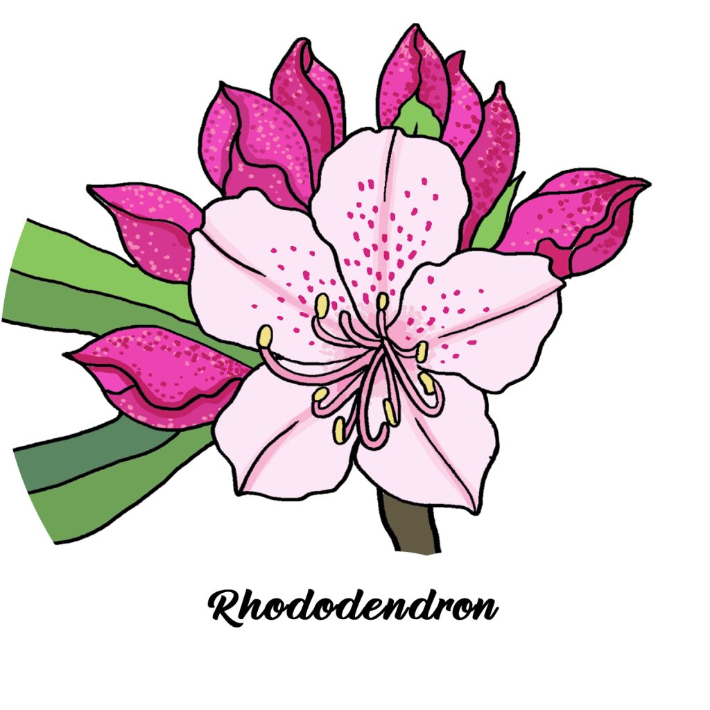 Rhododendron – CHILL COLORS PUBLISHING